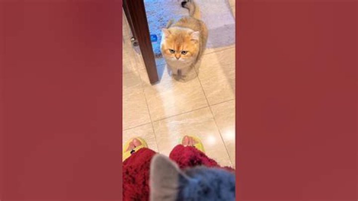Do cats feel jealousy?