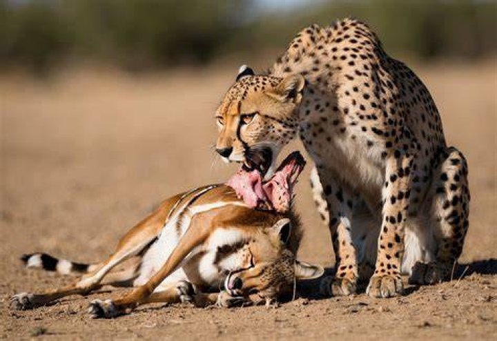 Do cheetahs eat meat?