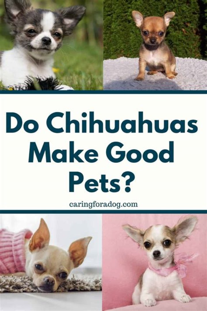 Do chihuahuas make good pets?