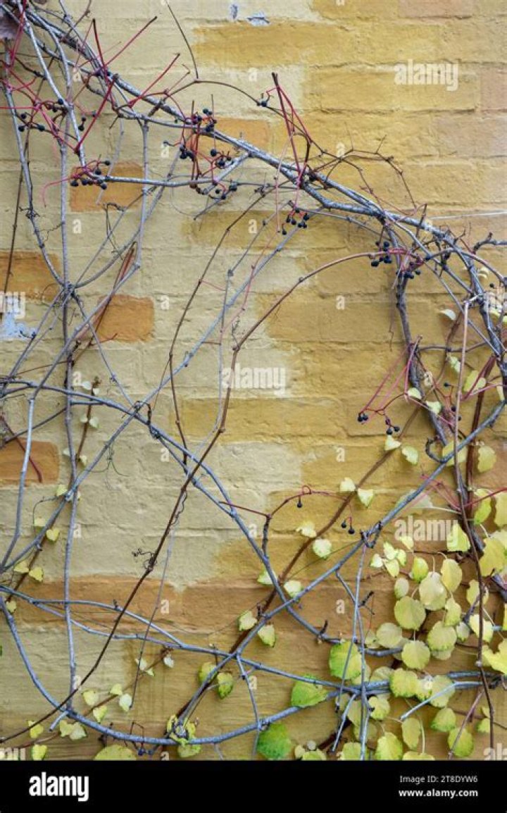 Do climbing plants damage brickwork?