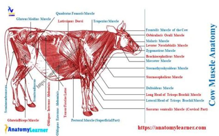 Do cows have backstraps?