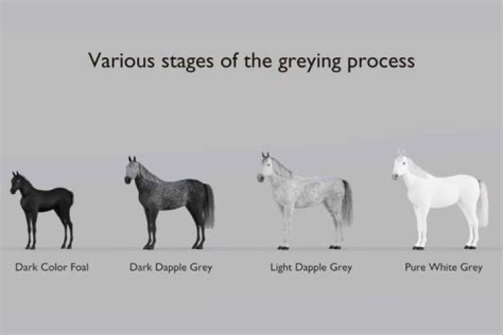 Do dapple grey horses change colour?