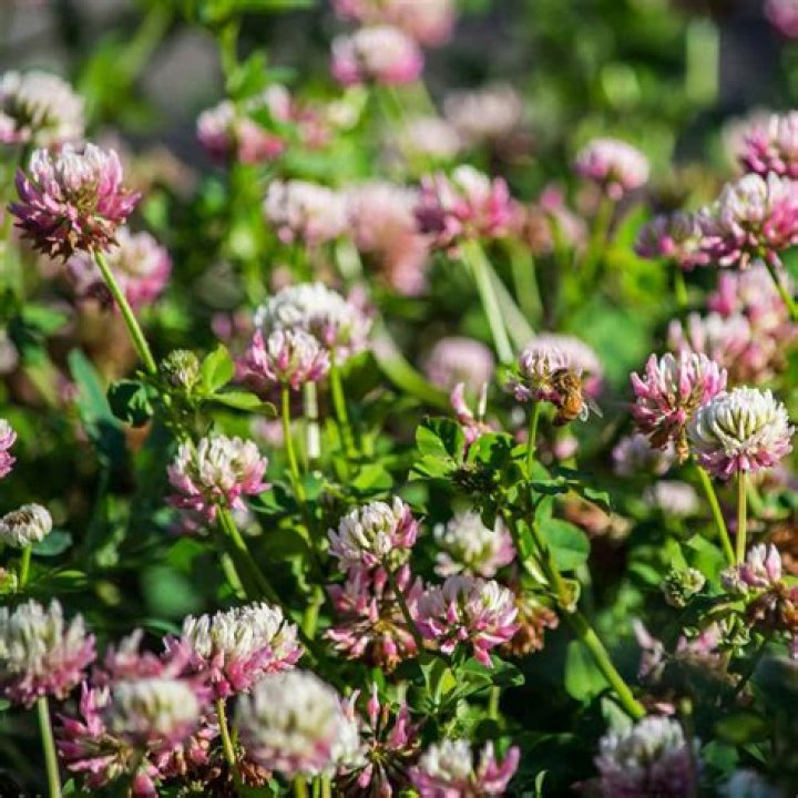 Do deer like alsike clover?