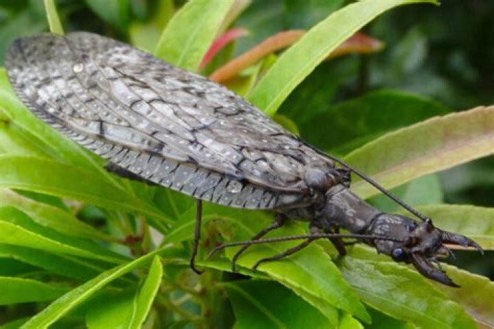 Do dobsonfly bite humans?