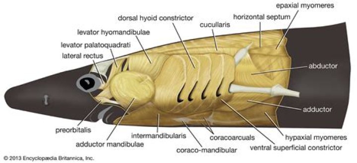 Do dogfish have bones?