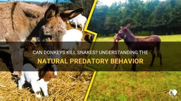Do donkeys kill snakes?