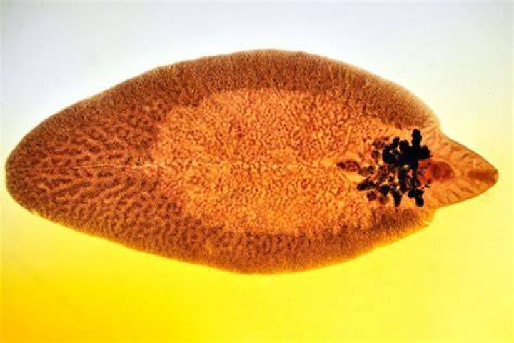 Do flukes have a scolex?