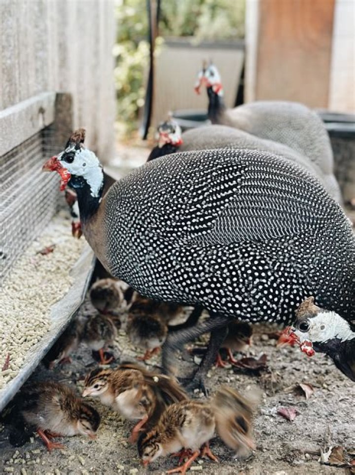Do guinea keets need grit?