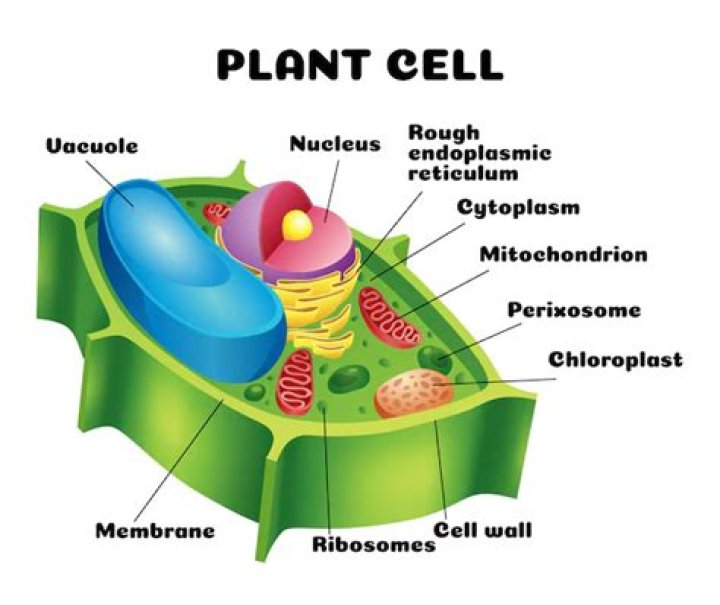 Do helminths have cell walls?