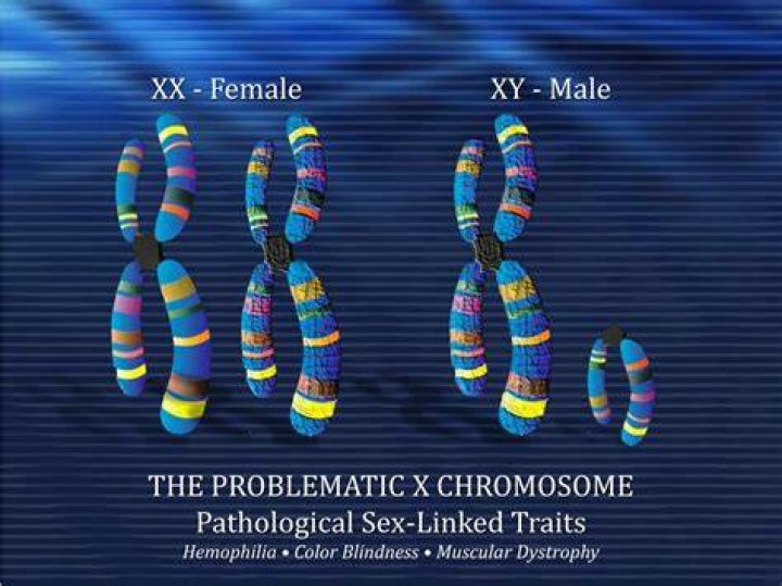 Do hermaphrodites have chromosomes?