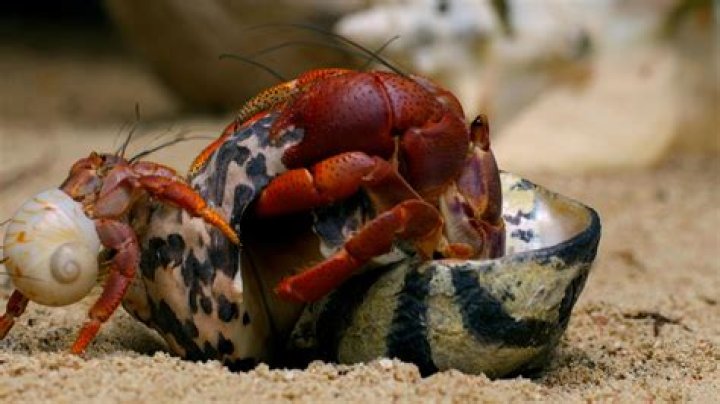 Do hermit crabs line up for shells?