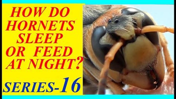 Do hornets sleep at night?
