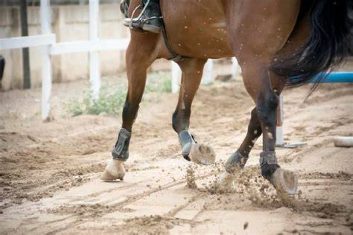 Do horses need to be exercised?