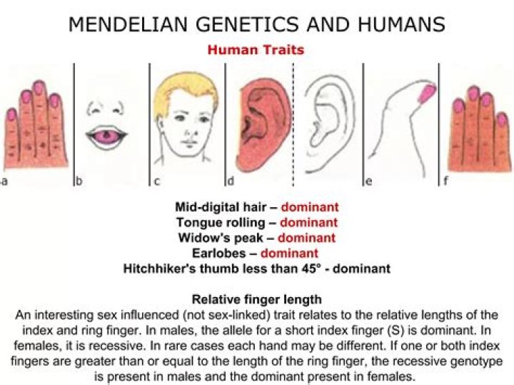 Do humans have mendelian traits?