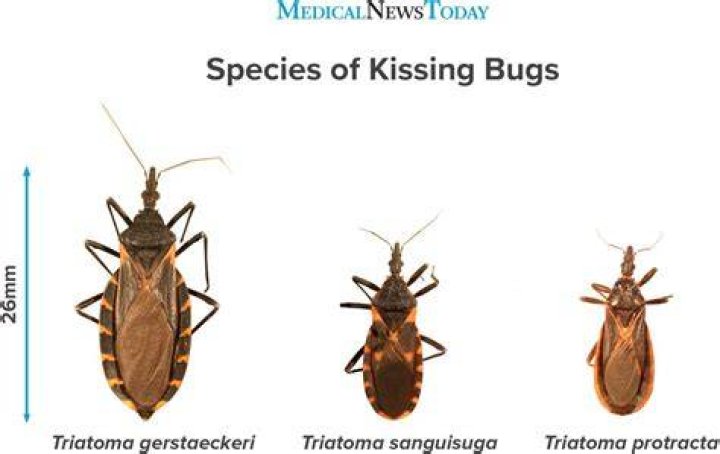 Do kissing bugs bite?