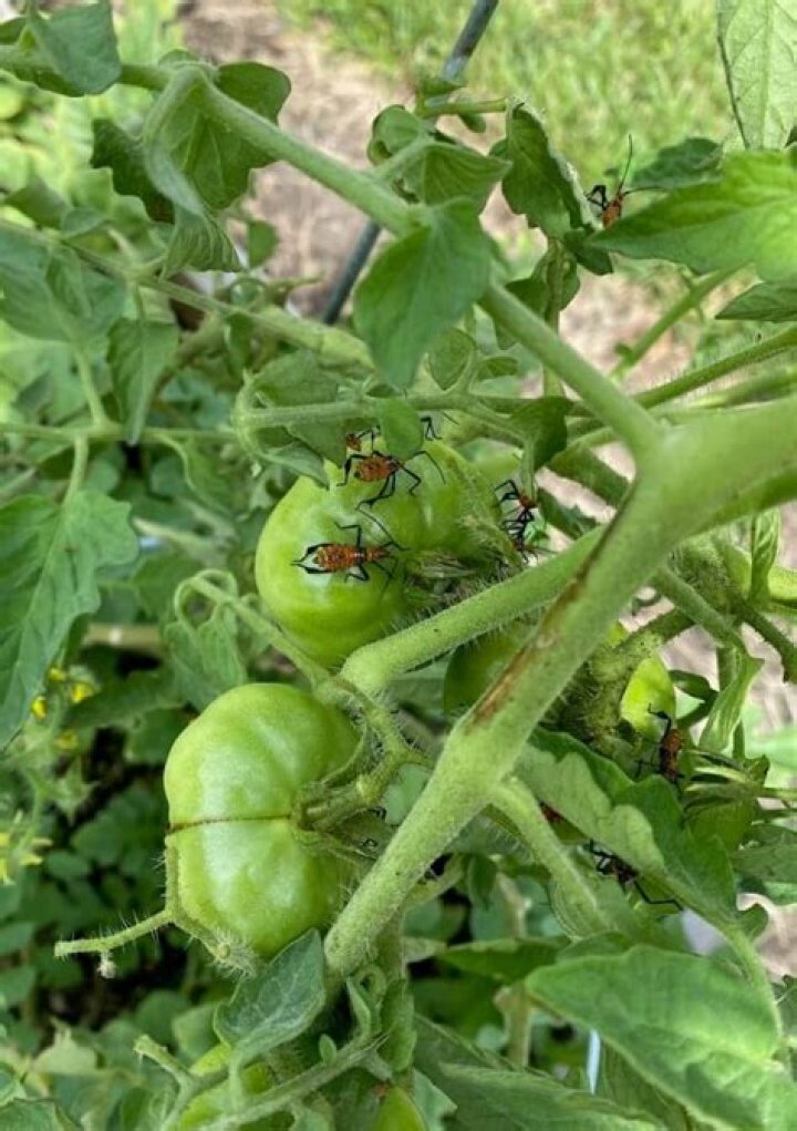 Do leaf footed bugs eat tomatoes?
