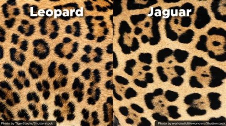 Do leopards have spots?