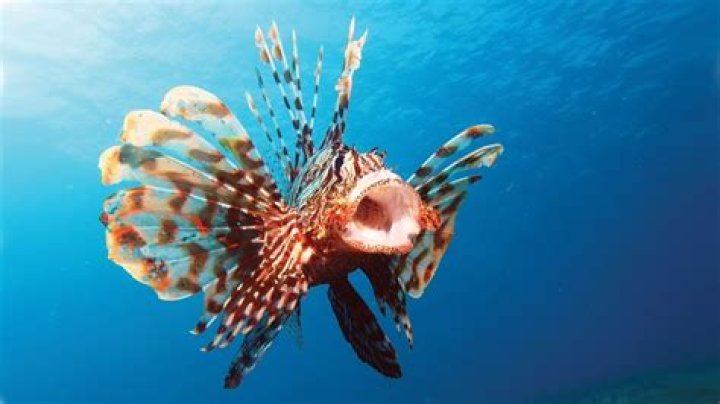 Do lionfish have teeth?