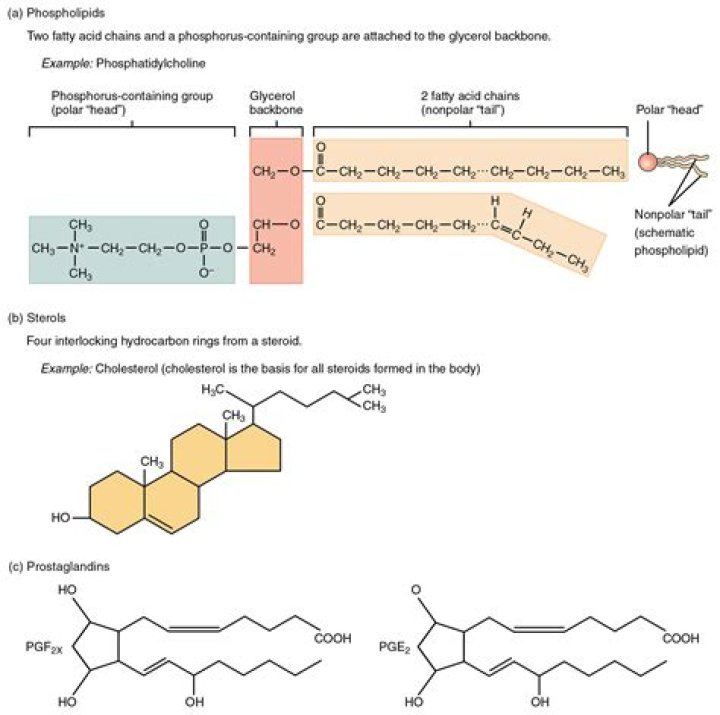Do lipids have a hydroxyl group?
