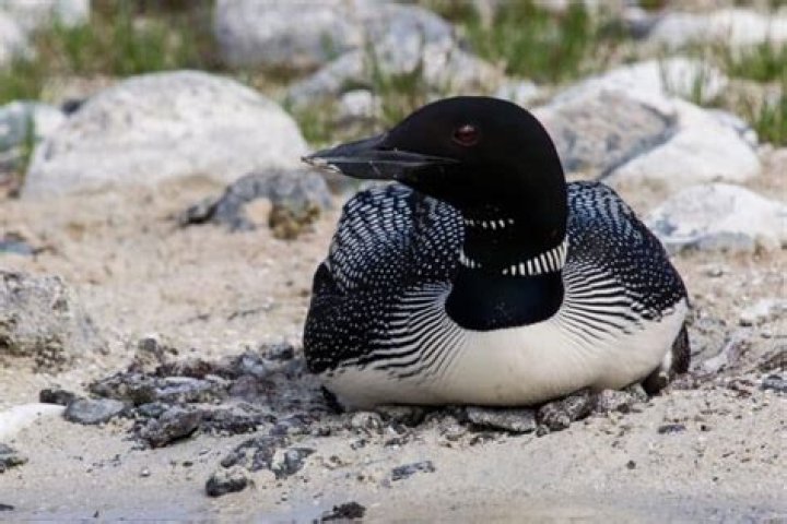 Do loons gather in groups?
