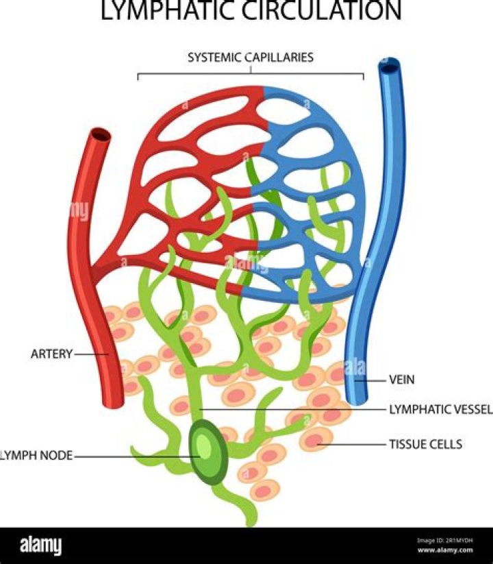 Do lymph have valves?