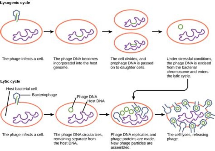 Do lysogenic viruses infect?