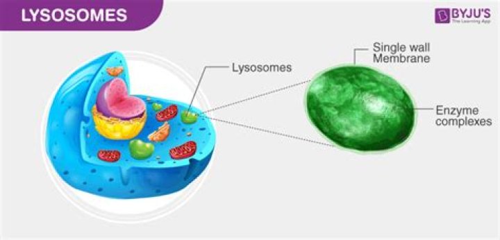 Do lysosomes contain lysozyme?