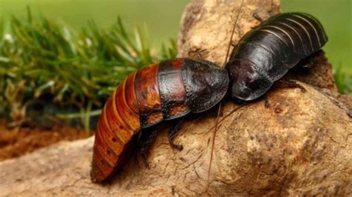 Do madagascar hissing cockroaches bite?