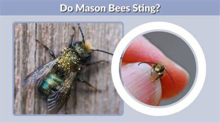 Do mason bees sting?