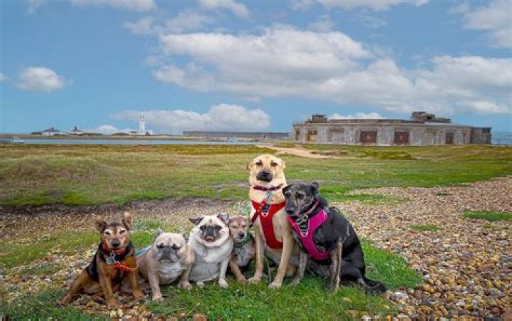 Do milford beaches allow dogs?