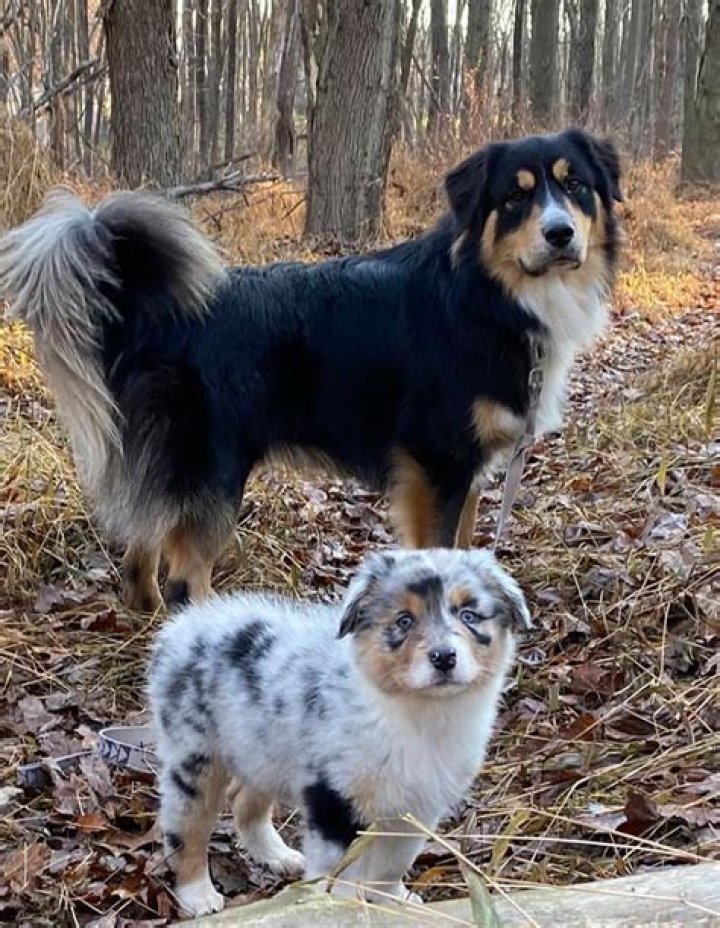 Do mini aussies have tails?