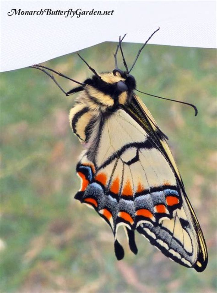Do monarch chrysalis overwinter?