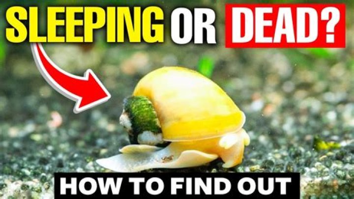 Do mystery snails sleep?