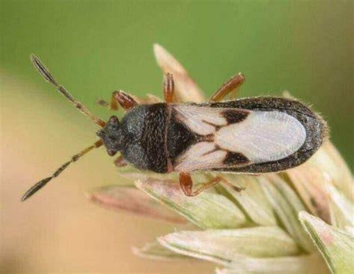 Do nematodes kill chinch bugs?