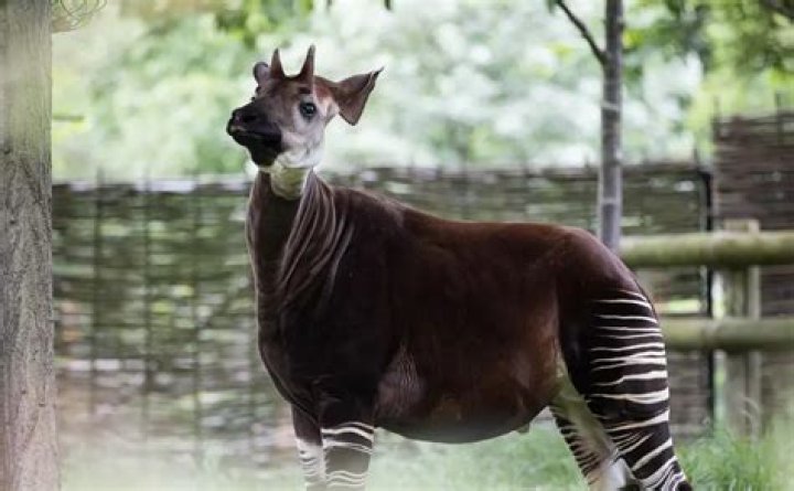 Do okapis have horns?