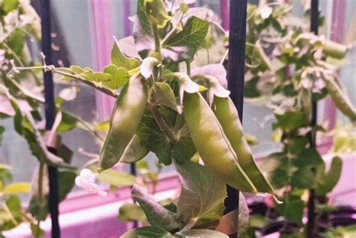 Do peas cause wind?