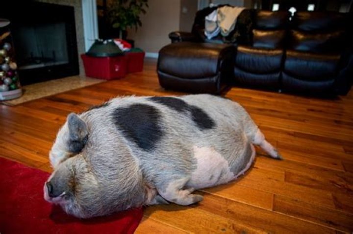 Do pot bellied pigs make good pets?
