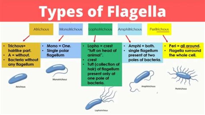 Do protozoans have flagella?