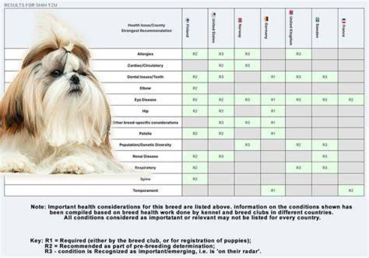Do shih tzus have bowed legs?