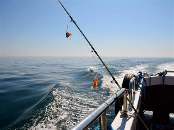 Do tautog eat shrimp?