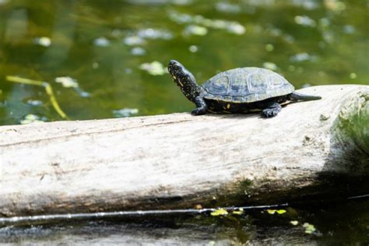 Do turtles need a dry dock?