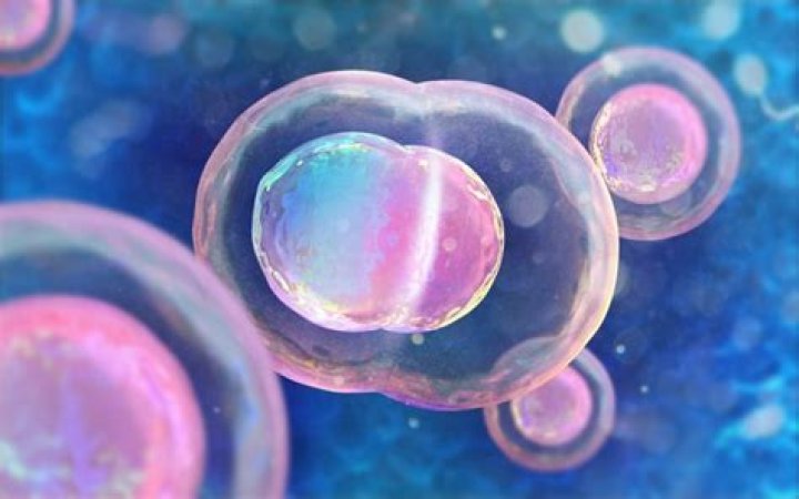 Do unicellular organisms have specialized cells?