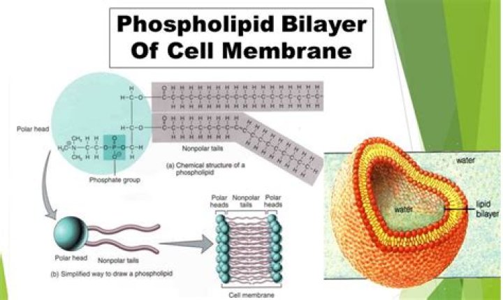 Do viruses have a phospholipid bilayer?