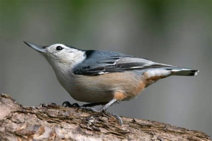 Do white breasted nuthatches migrate?