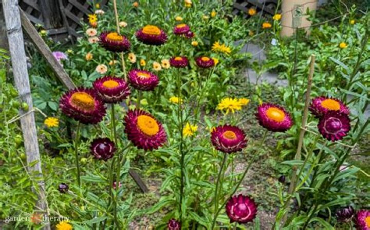 Do you pinch strawflower?
