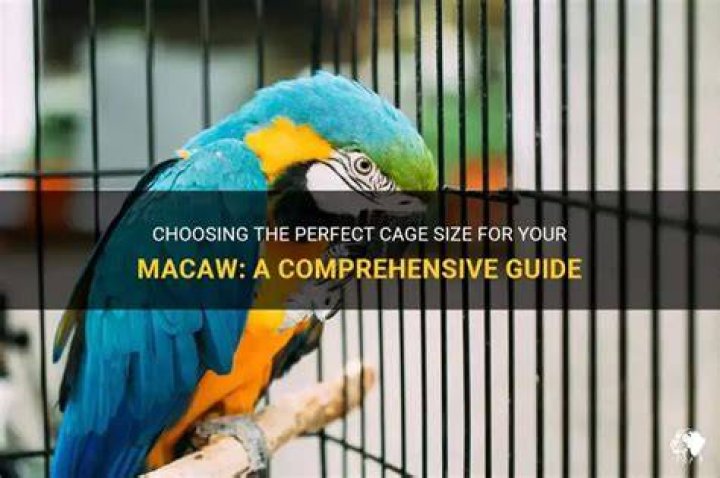 Does a macaw need a cage?