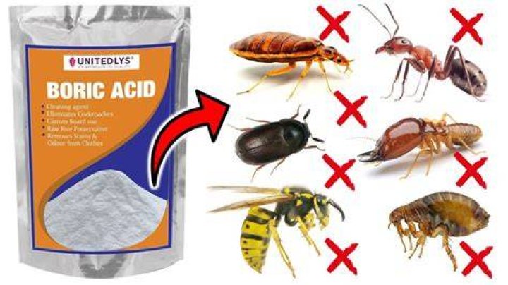Does boric acid kill spiders?