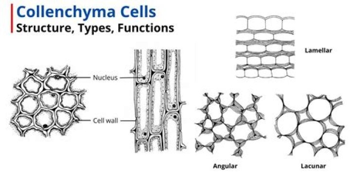 Does collenchyma have vacuoles?