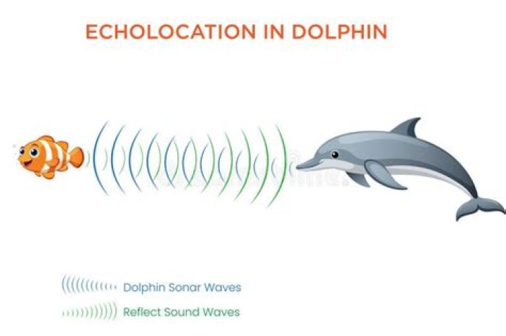 Does dolphin use echolocation?
