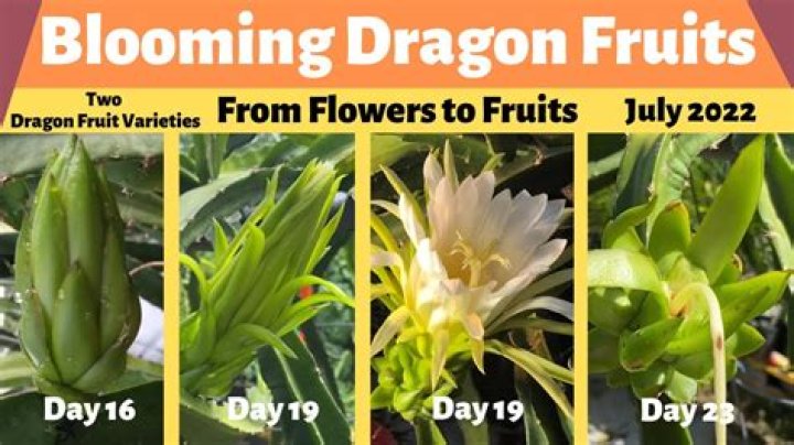 Does dragon tree flower?